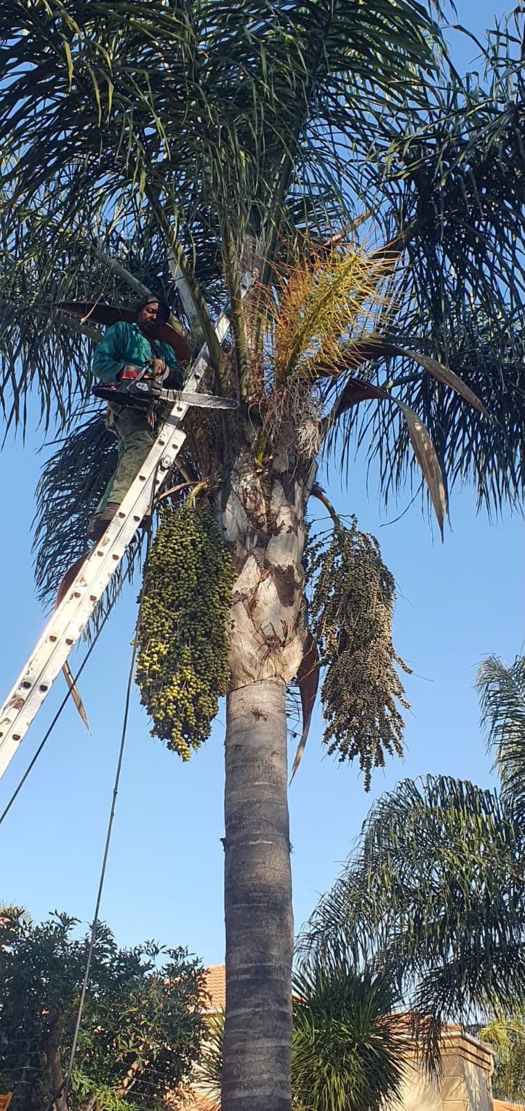 A worker on a ladder cutting near the crown of a large ornamental palm with a chainsaw