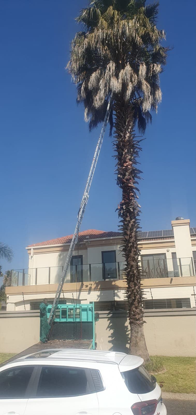A tall ornamental palm being pruned from a ladder beside a two-storey house, with the work vehicle parked on the street