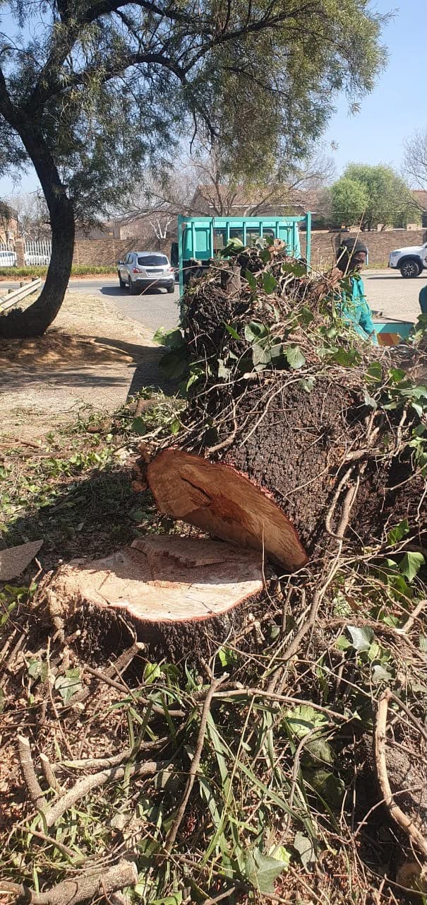 A freshly cut tree stump and sawn log, with felled branches loaded onto the truck behind