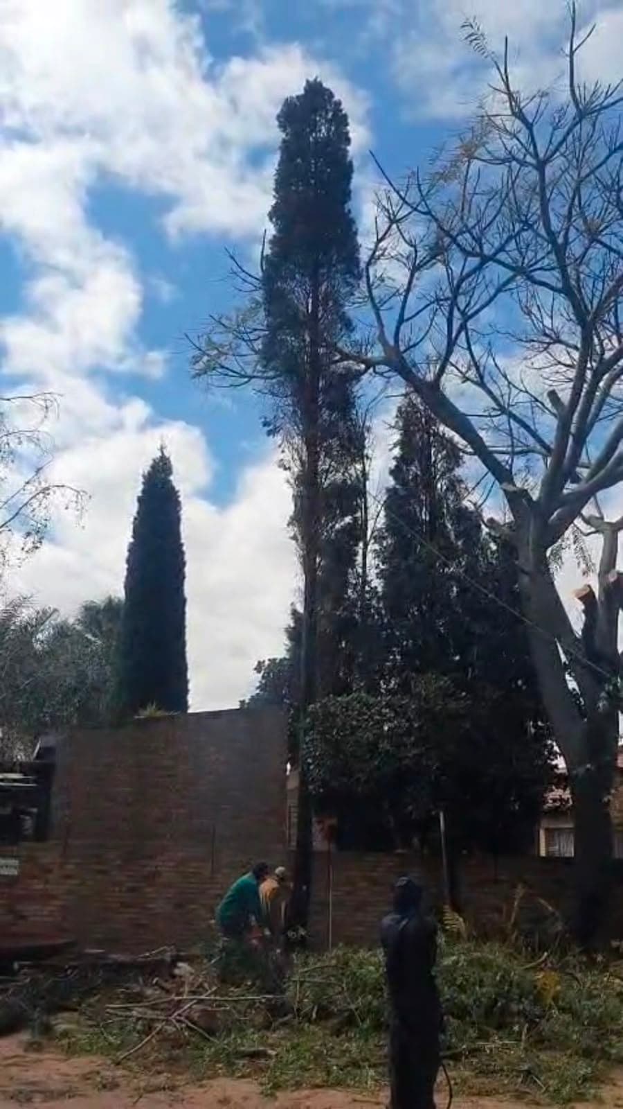 Workers at the base of a large bare tree and a tall cypress, mid-job