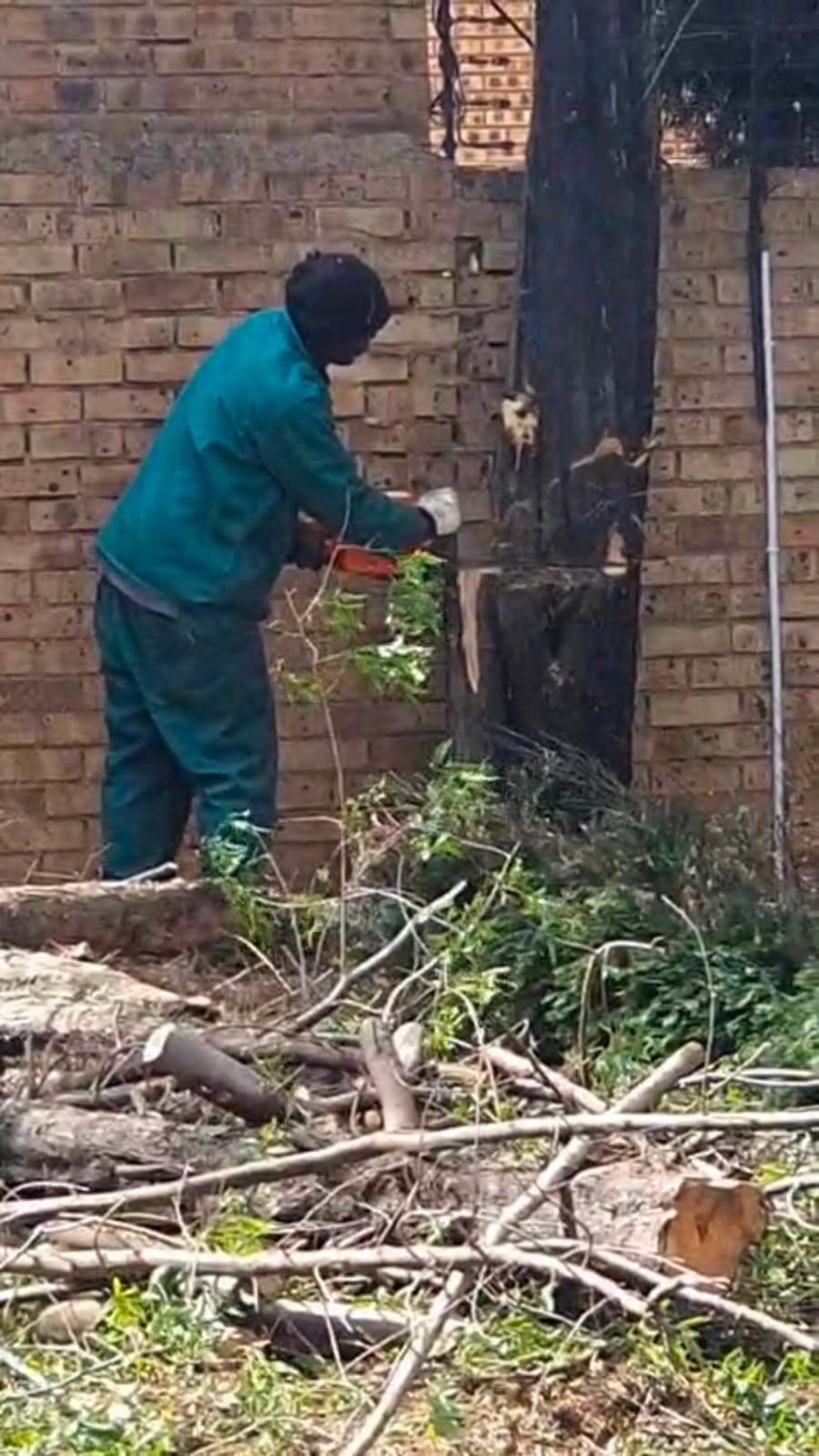 A worker using a chainsaw to cut down a fire-damaged tree stump against a brick wall